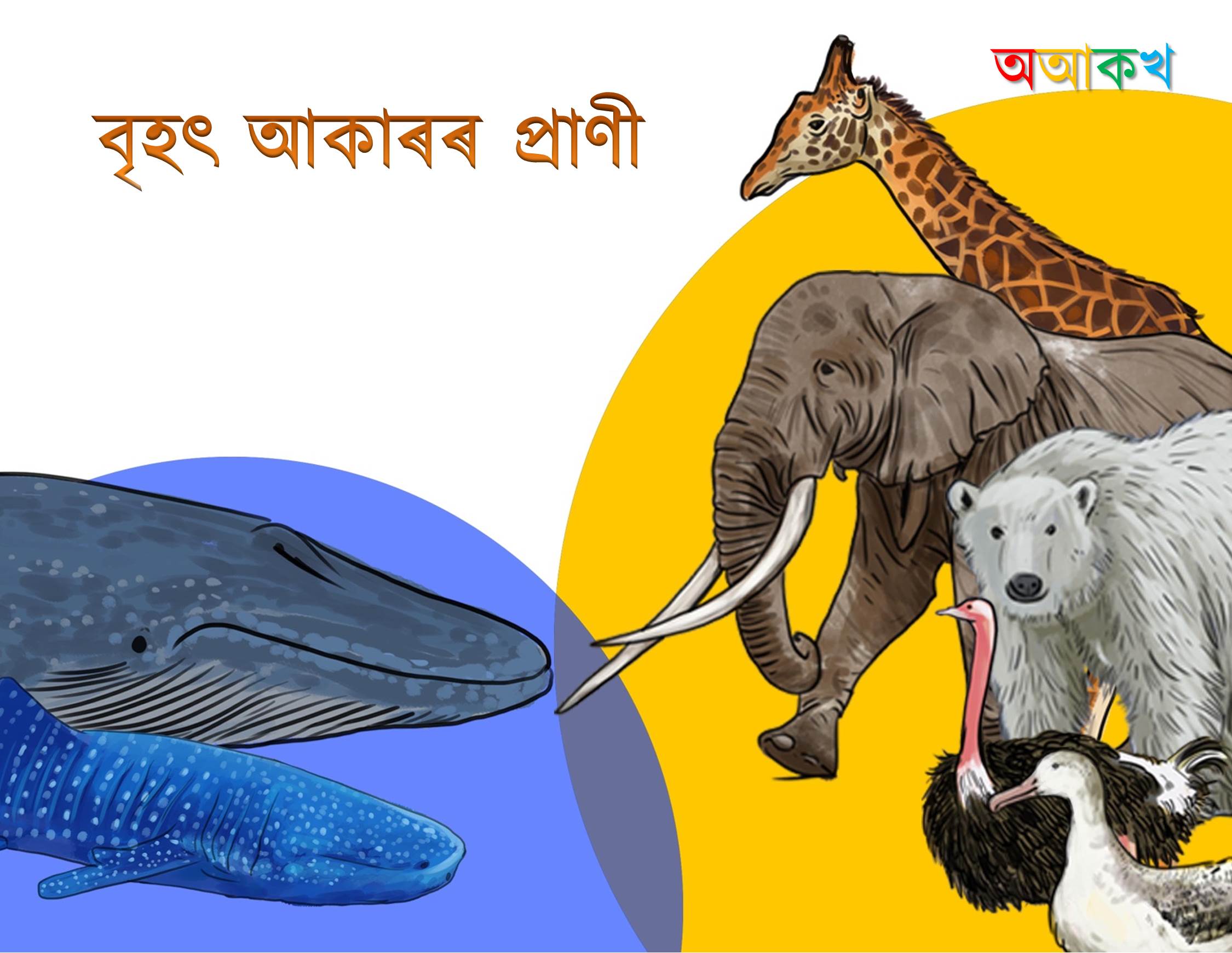 বৃহৎ আকাৰৰ প্ৰাণী