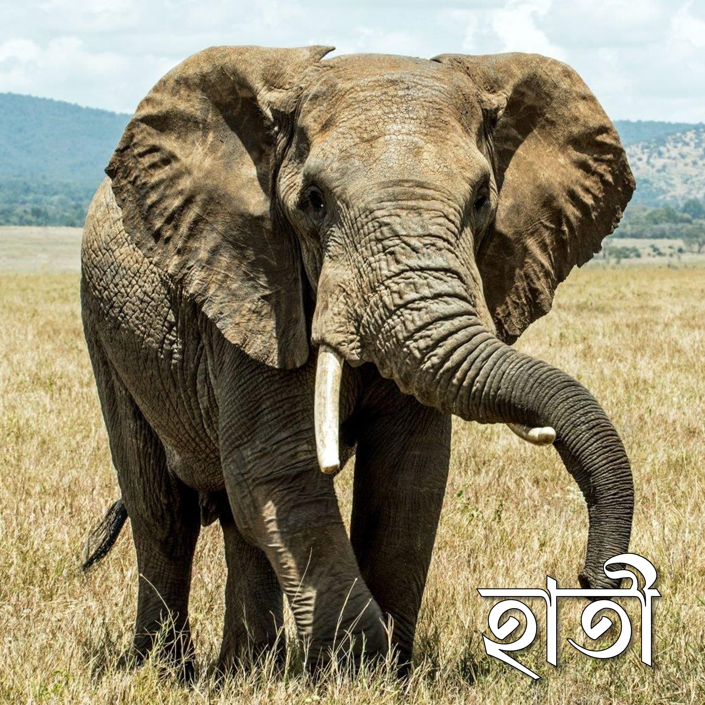 হাতী