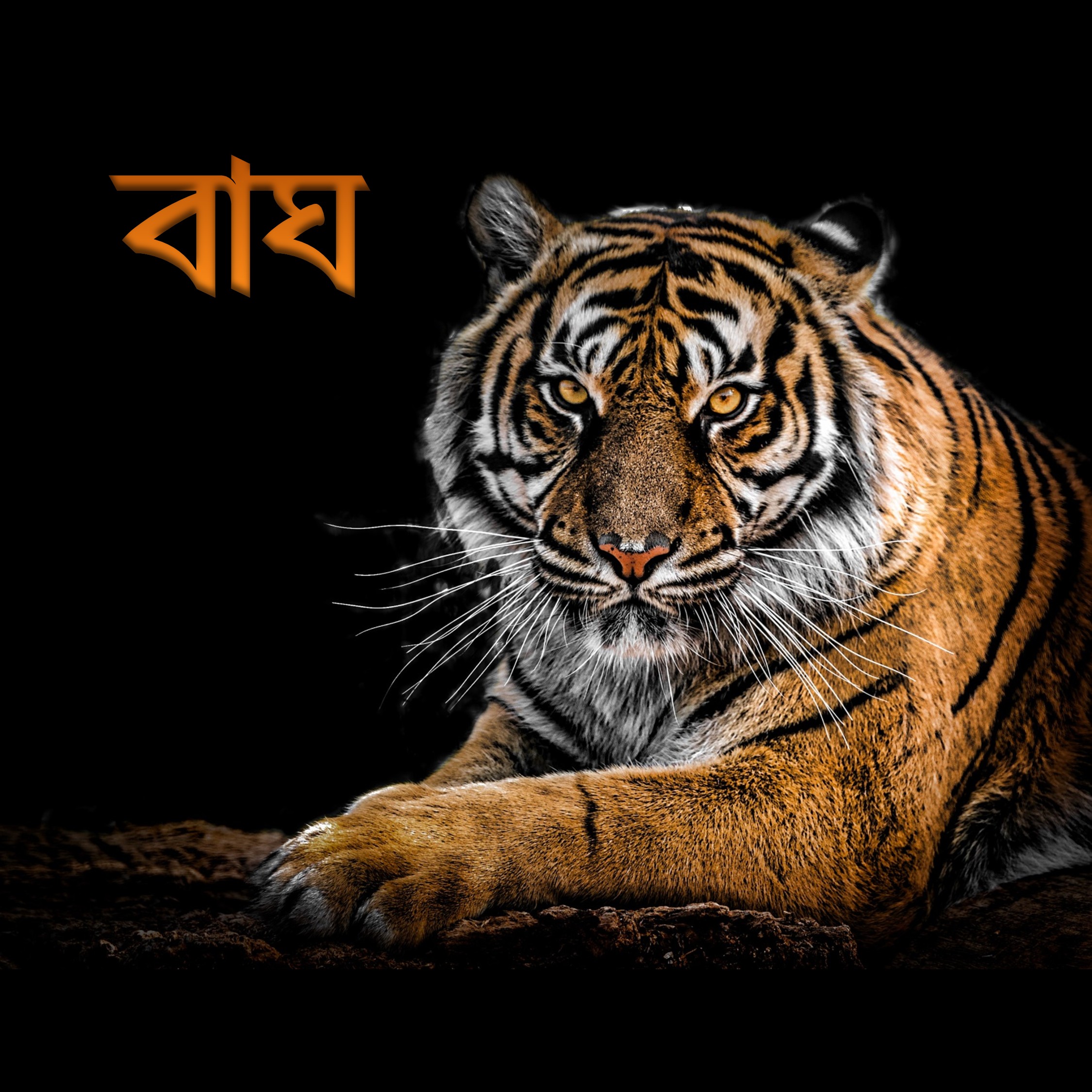 বাঘ