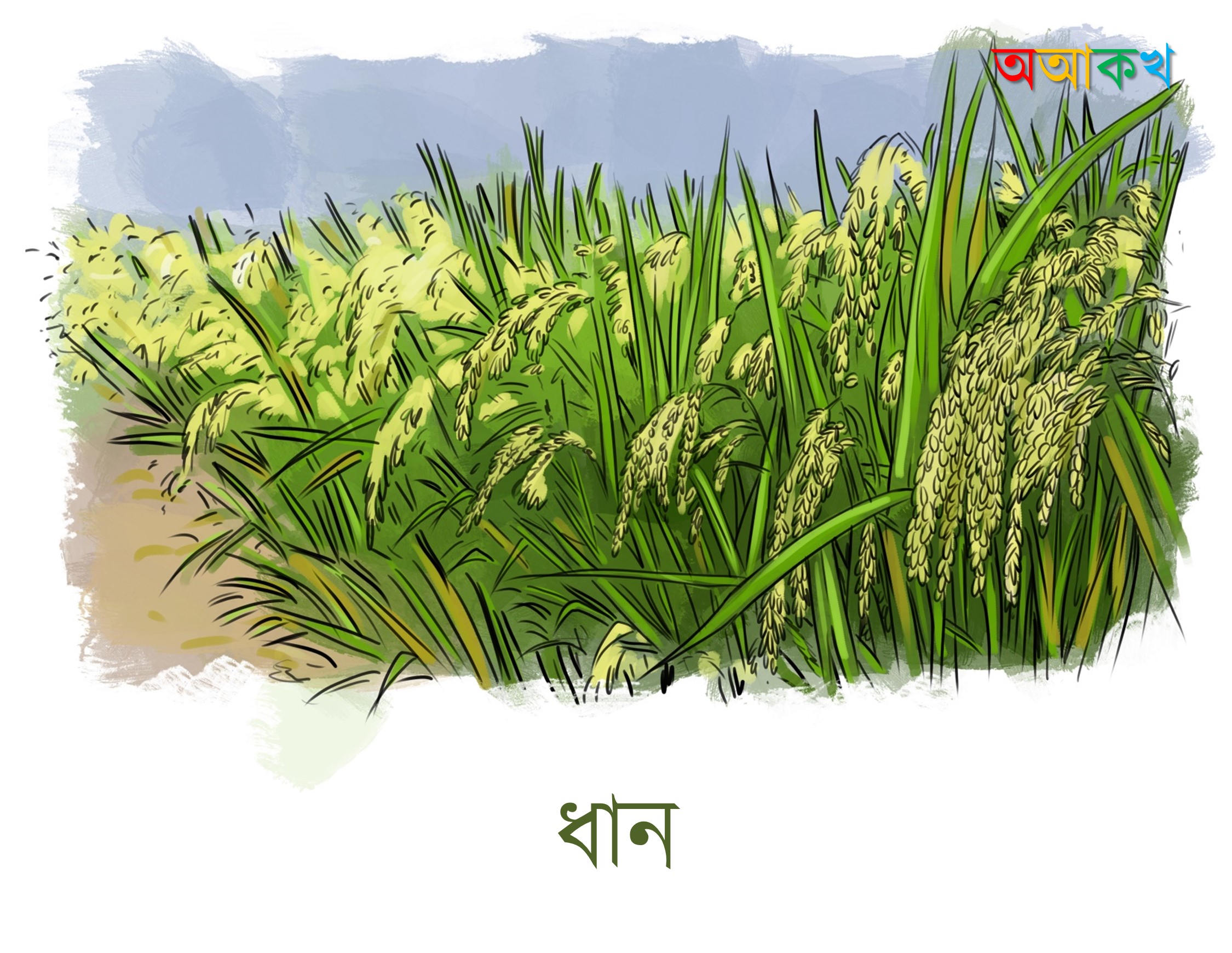 ধান